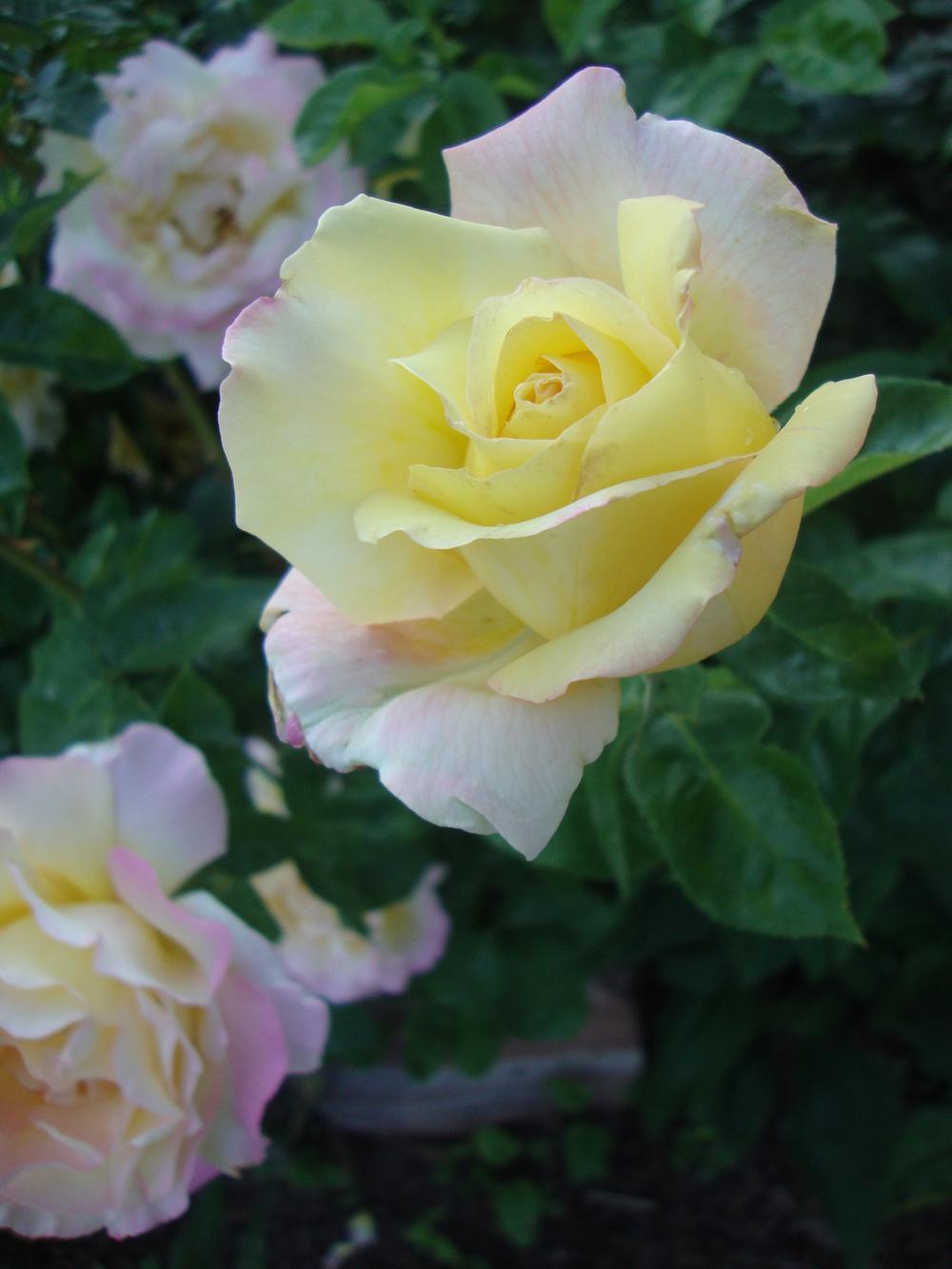 Photo of Hybrid Tea Rose (Rosa 'Peace') uploaded by Paul2032
