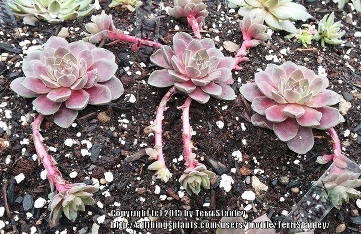 Photo of Hen and Chicks (Sempervivum 'Pacific Magic Night') uploaded by TerriStanley