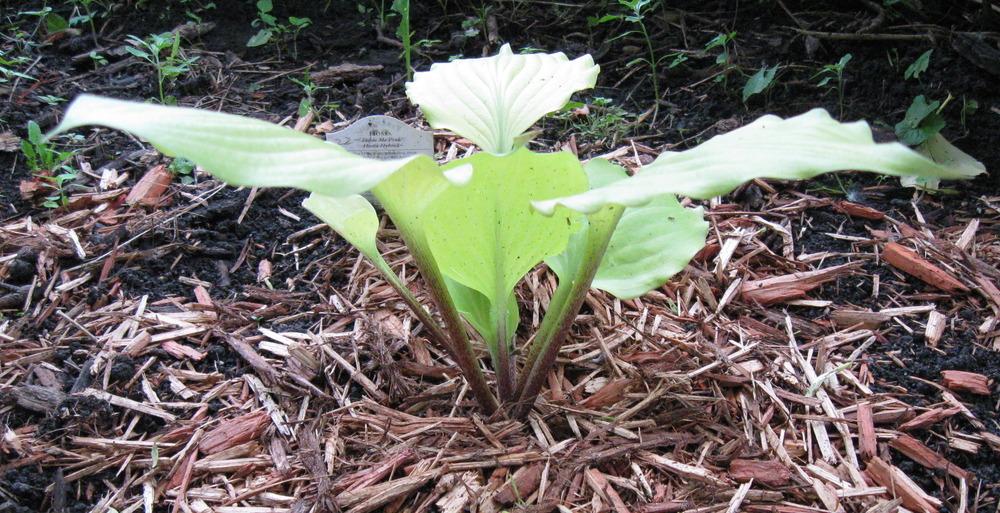 Photo of Hosta 'Tickle Me Pink' uploaded by alwaysbehindMN