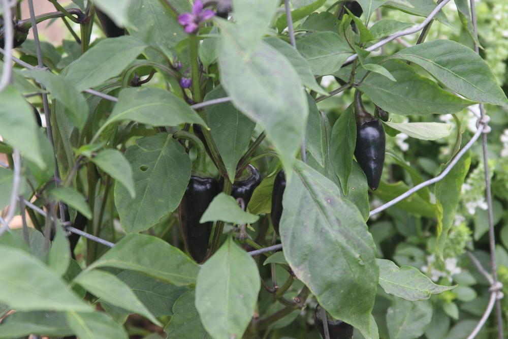 Photo of Hot Pepper (Capsicum annuum 'Black Czech') uploaded by dave