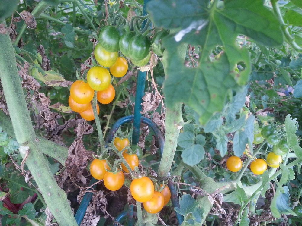 Photo of Galapagos Tomato (Solanum cheesmaniae) uploaded by dave