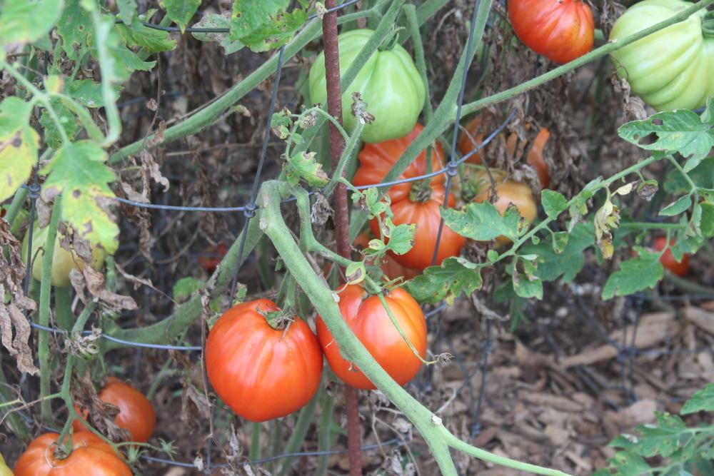 Photo of Tomato (Solanum lycopersicum 'Red Pear Franchi') uploaded by dave