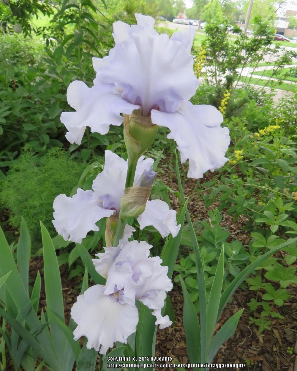 Photo of Tall Bearded Iris (Iris 'Silverado') uploaded by foraygardengirl