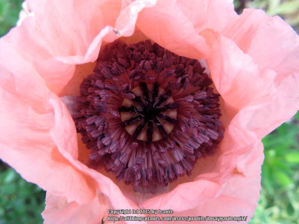 Photo of Oriental Poppy (Papaver orientale 'Princess Victoria Louise') uploaded by foraygardengirl
