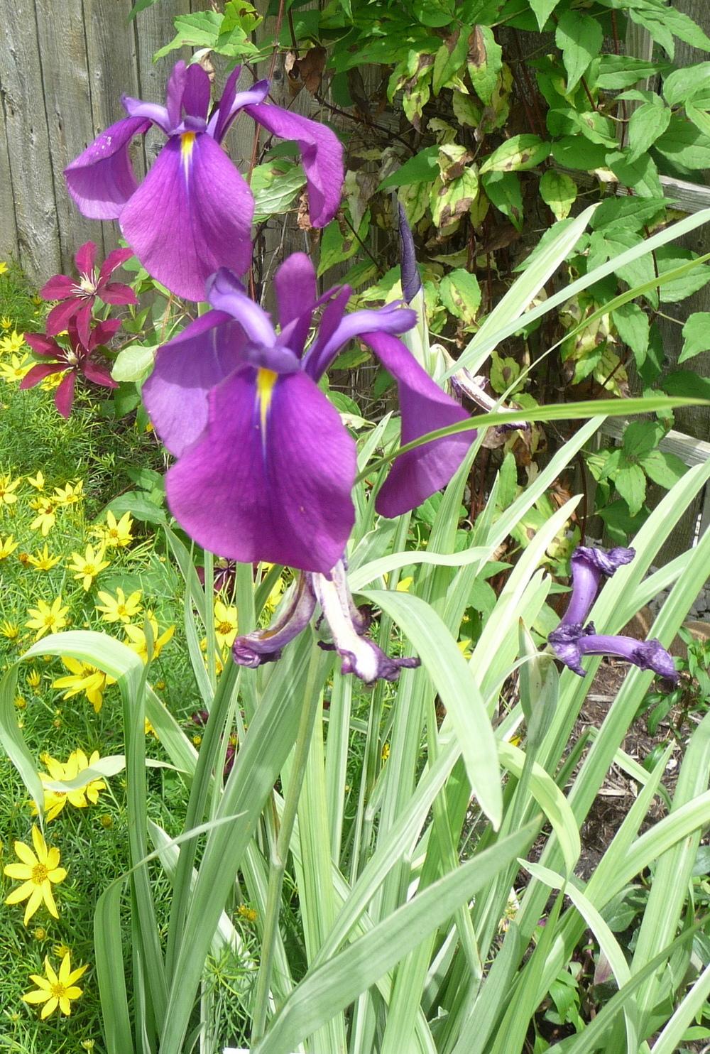 Photo of Japanese Iris (Iris ensata 'Silverband') uploaded by gardengus
