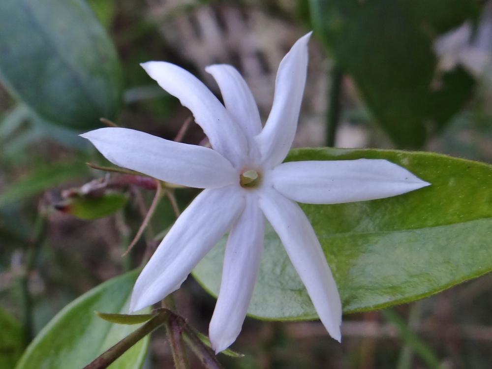 Photo of Star Jasmine (Jasminum laurifolium var. laurifolium) uploaded by hawkarica