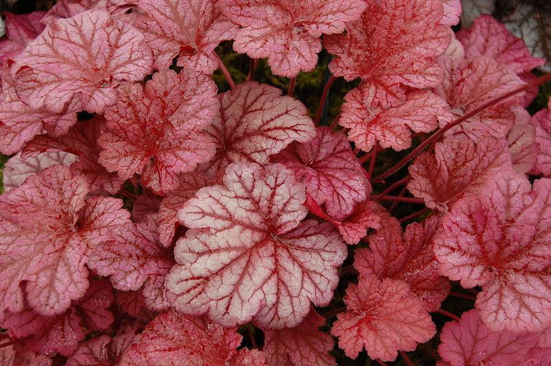Photo of Coral Bells (Heuchera 'Berry Smoothie') uploaded by robertduval14
