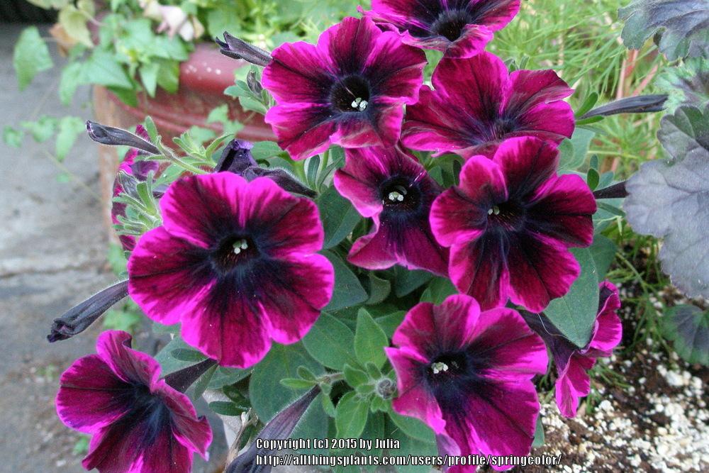 Photo of Petunia Sweetunia® Johnny Flame uploaded by springcolor