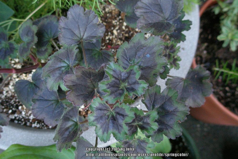 Photo of Geranium (Pelargonium 'Black Boar') uploaded by springcolor
