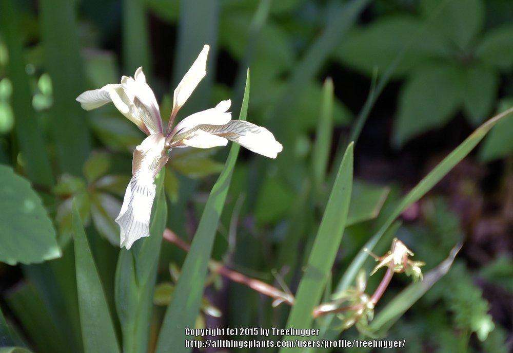 Photo of Species Iris (Iris foetidissima) uploaded by treehugger