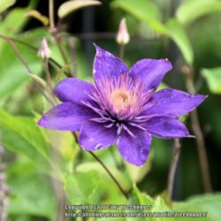 Location: My garden in N E Pa. 
Date: 2015-06-15
Bloomed late this year and this first flower was hit by a hard ra