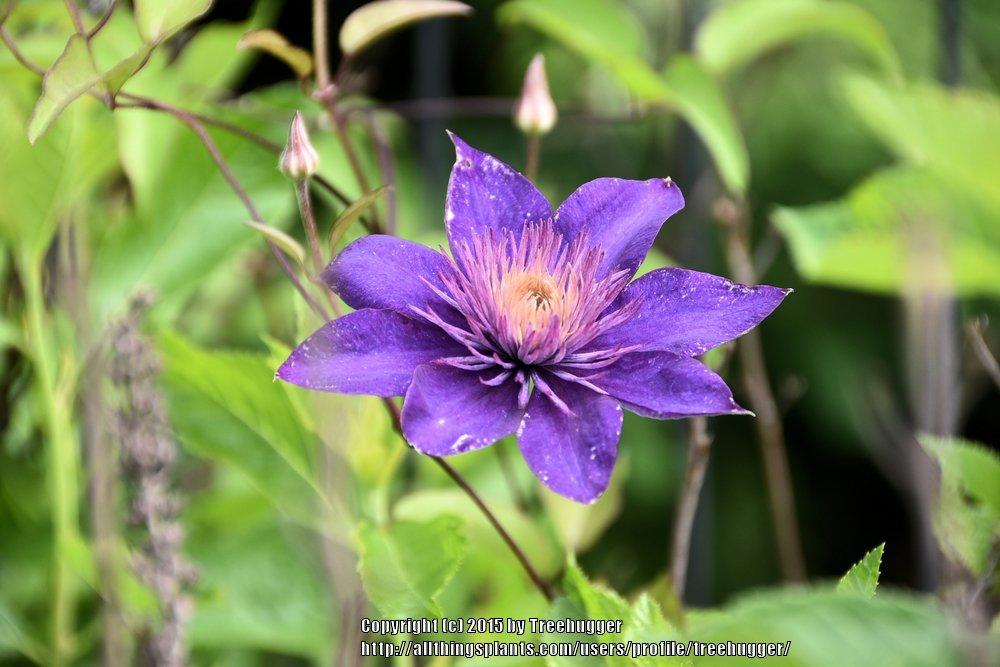 Photo of Clematis 'Multi Blue' uploaded by treehugger