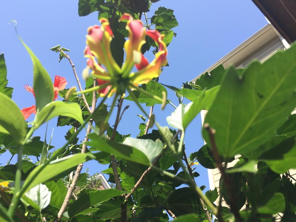 Photo of Gloriosa Lily (Gloriosa superba 'Rothschildiana') uploaded by tropicgirl
