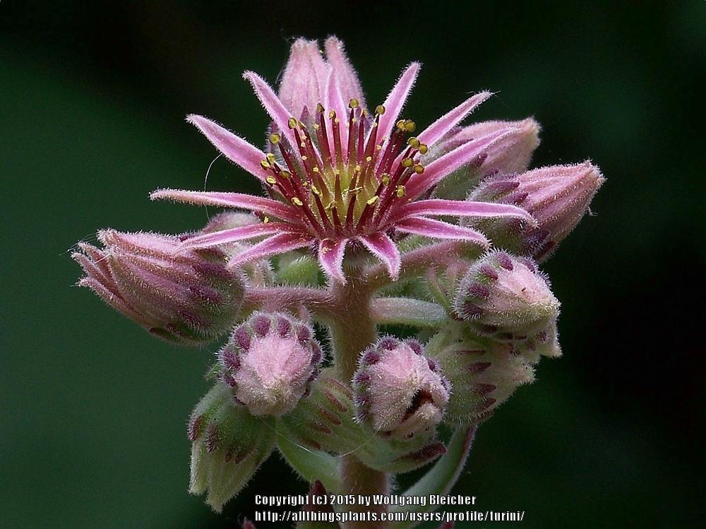 Photo of Hen and Chicks (Sempervivum 'Zimstern') uploaded by turini