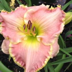 Location: backyard/courtyard
Date: 6/16/2015
My first bloom of Leslie Renee - daylily