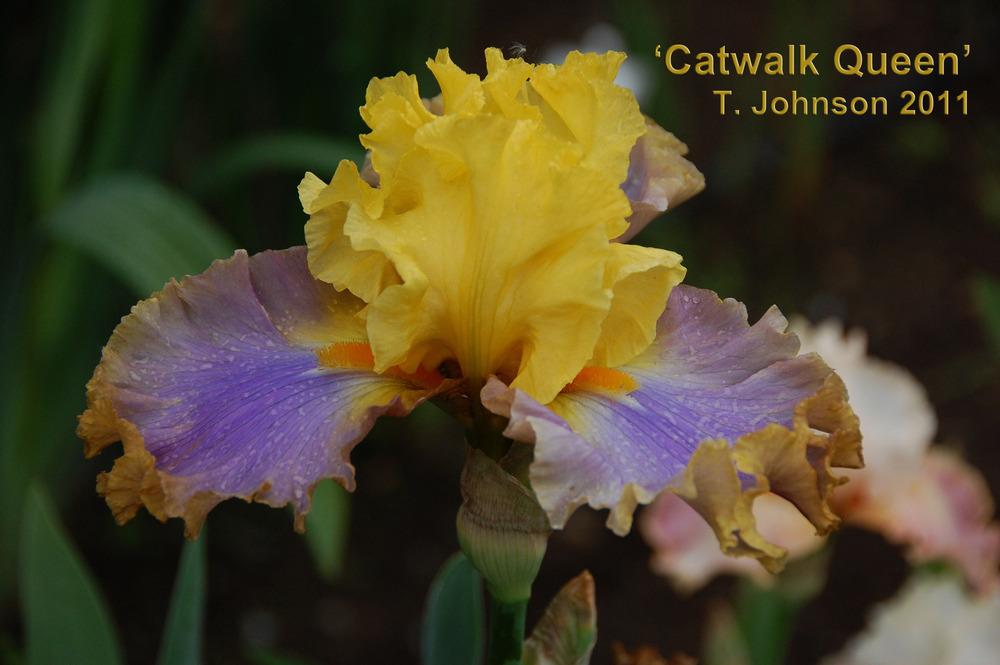 Photo of Tall Bearded Iris (Iris 'Catwalk Queen') uploaded by Mikey