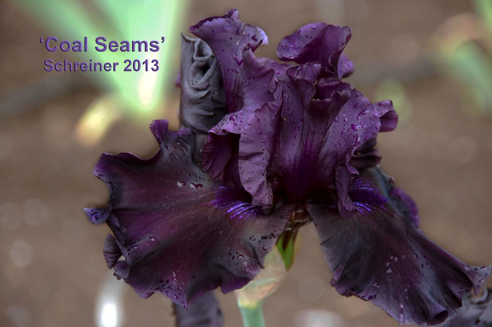 Photo of Tall Bearded Iris (Iris 'Coal Seams') uploaded by Mikey