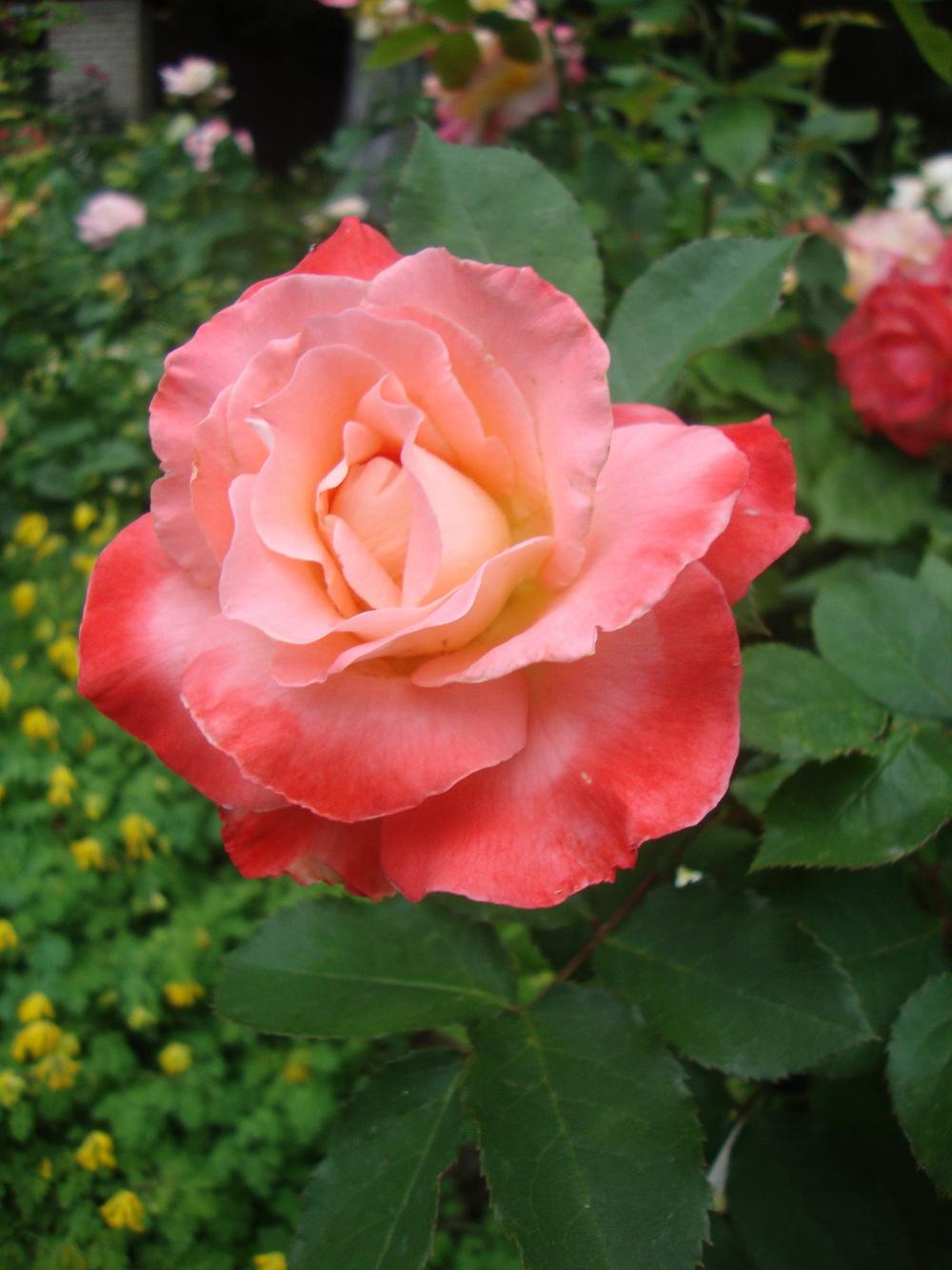 Photo of Rose (Rosa 'Brigadoon') uploaded by Paul2032