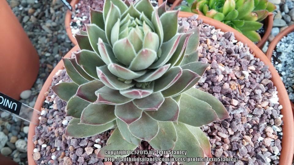 Photo of Hen and Chicks (Sempervivum 'Unicorn') uploaded by TerriStanley