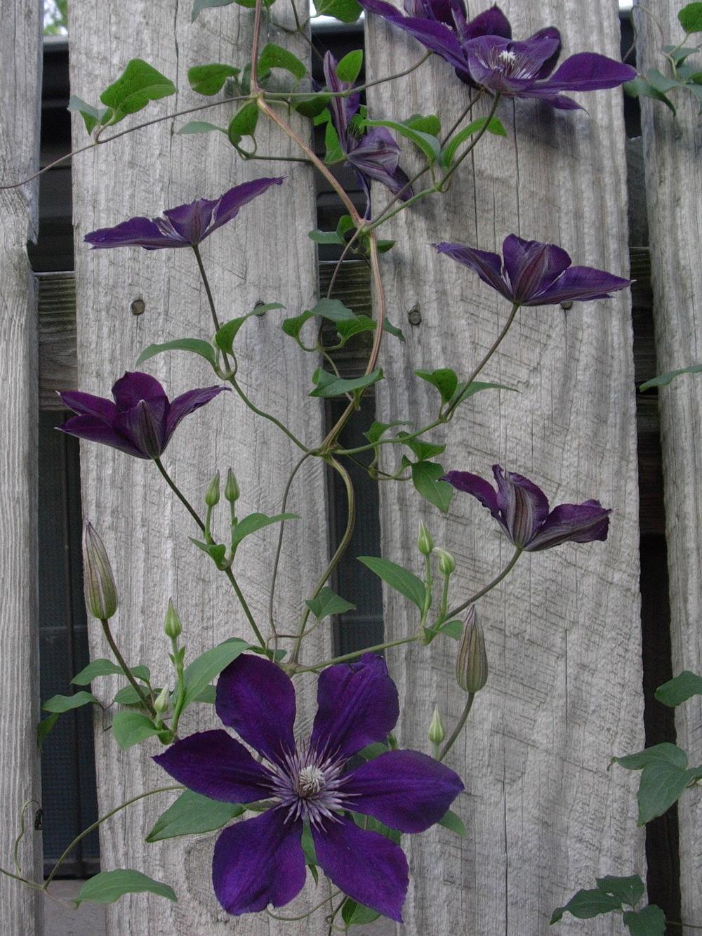 Photo of Clematis 'Jackmanii' uploaded by admin