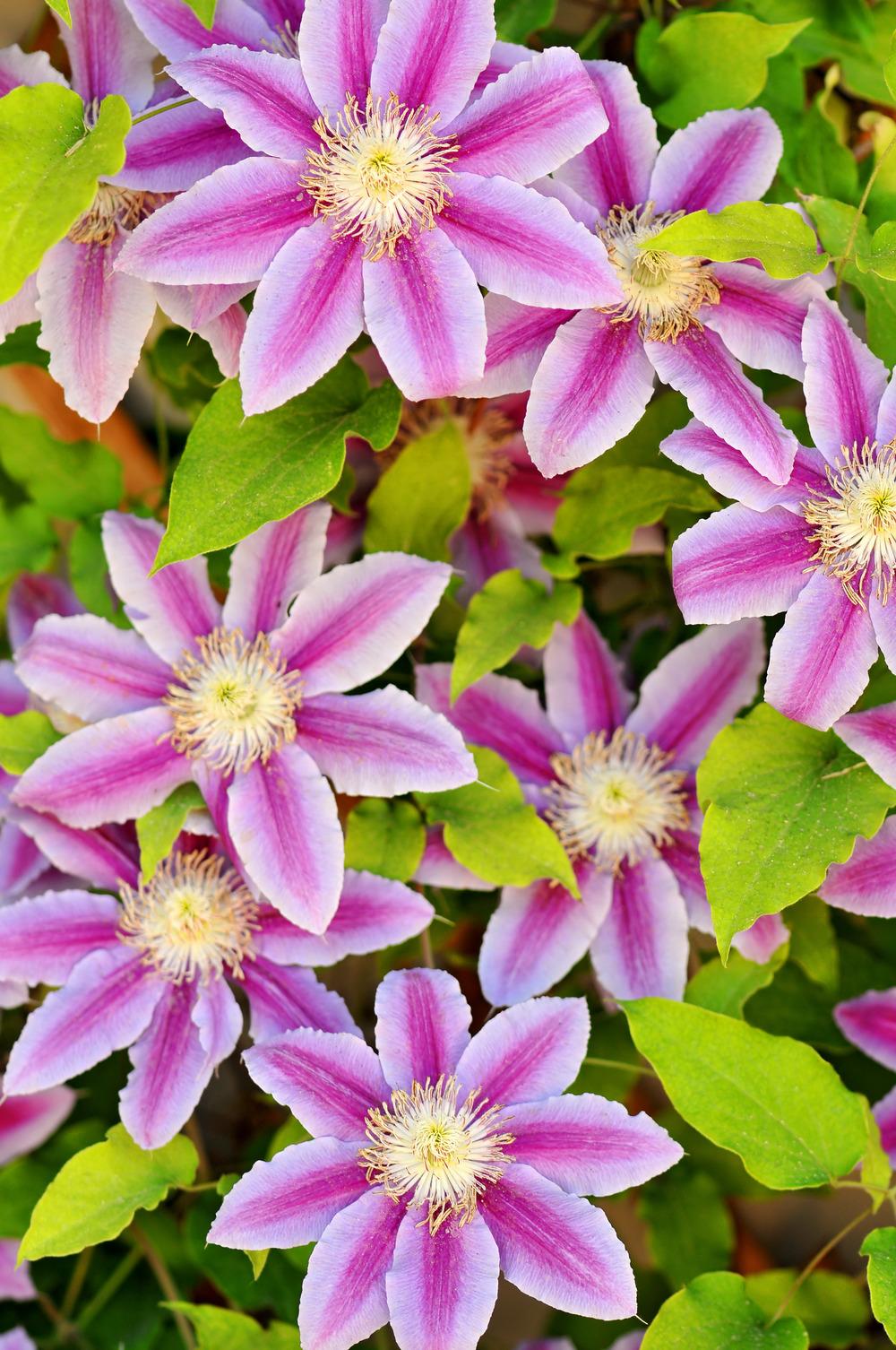 Photo of Clematis 'Nelly Moser' uploaded by admin