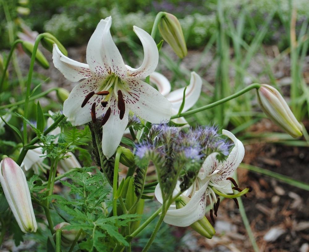 Photo of Asiatic Lily (Lilium 'Rosepoint Lace') uploaded by chelle