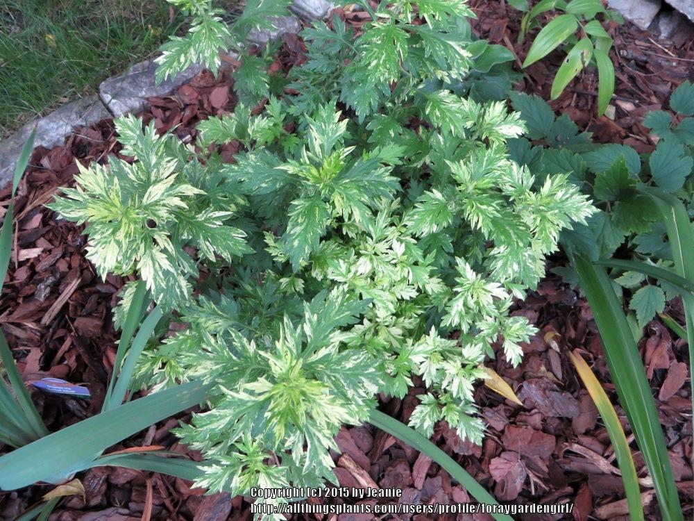 Photo of Variegated Mugwort (Artemisia vulgaris Oriental Limelight) uploaded by foraygardengirl