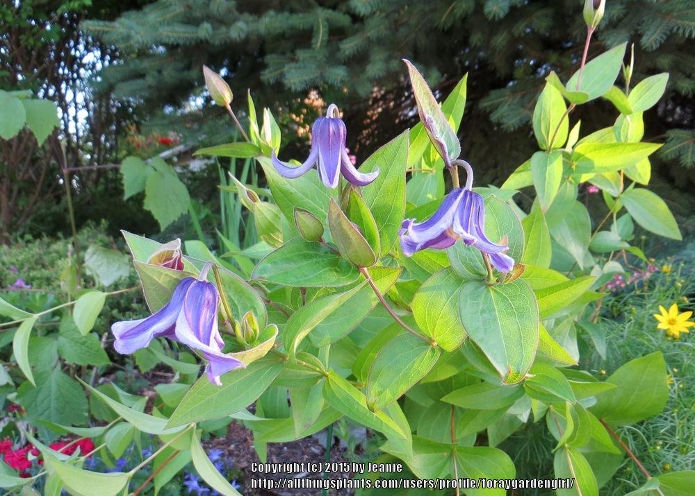 Photo of Clematis (Clematis integrifolia) uploaded by foraygardengirl