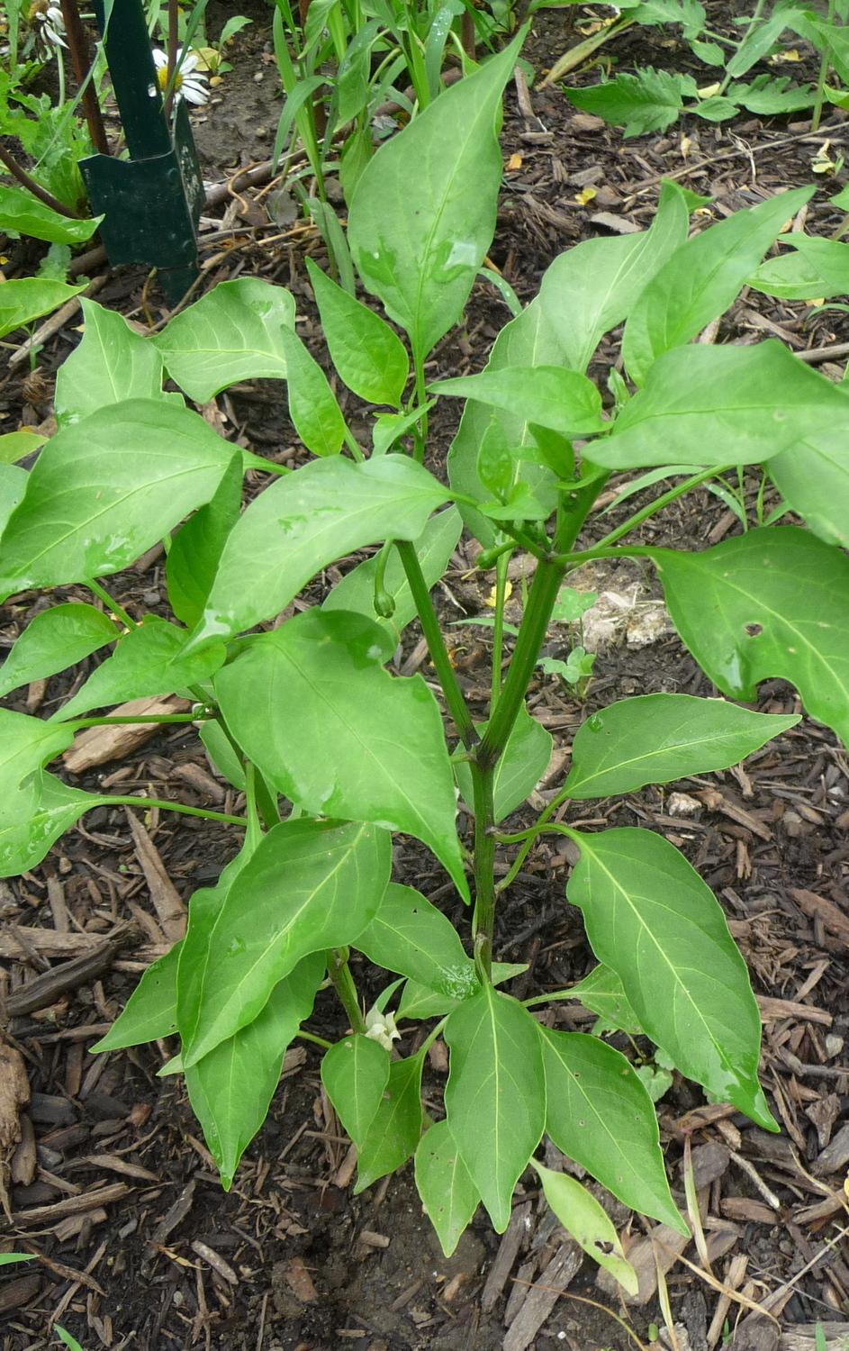 Photo of Hot Pepper (Capsicum annuum 'Fooled You') uploaded by gardengus