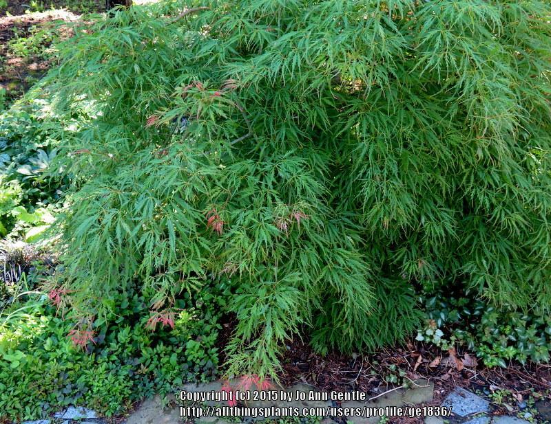 Photo of Japanese Maple (Acer palmatum) uploaded by ge1836