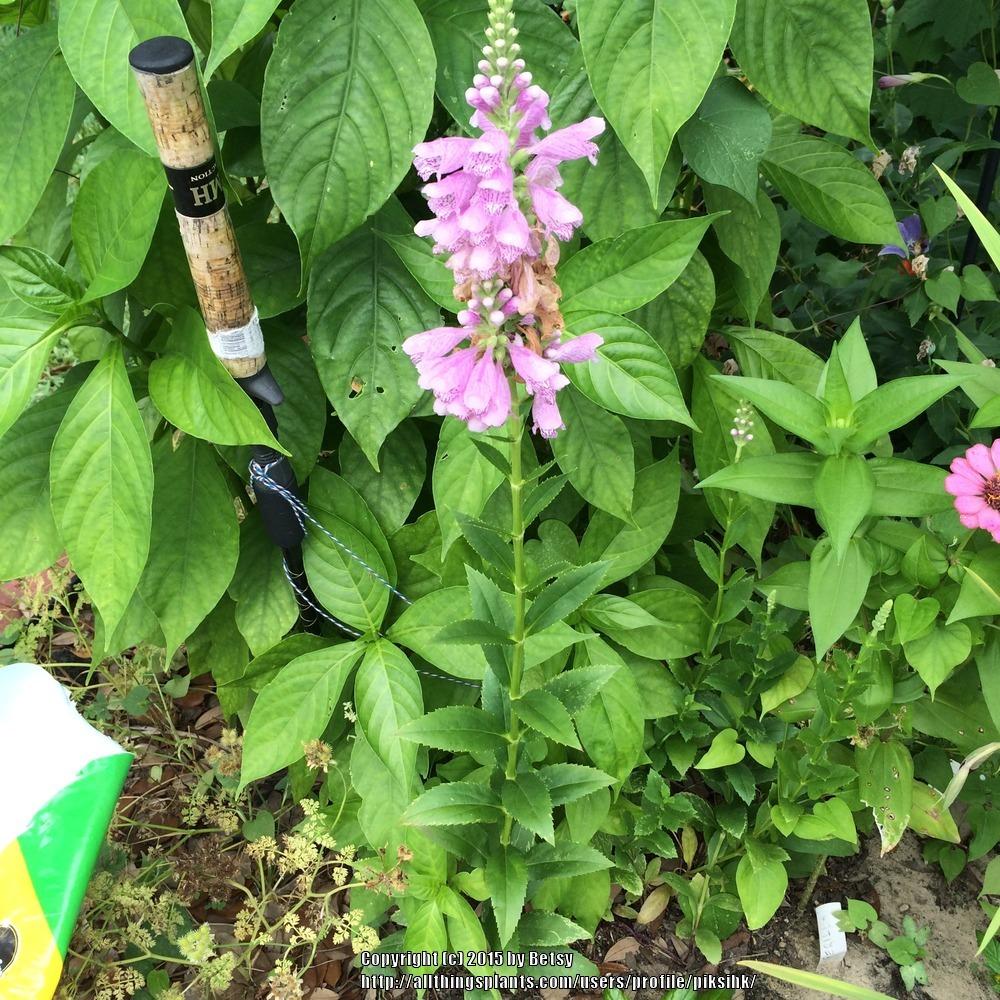 Photo of Obedient Plant (Physostegia virginiana) uploaded by piksihk