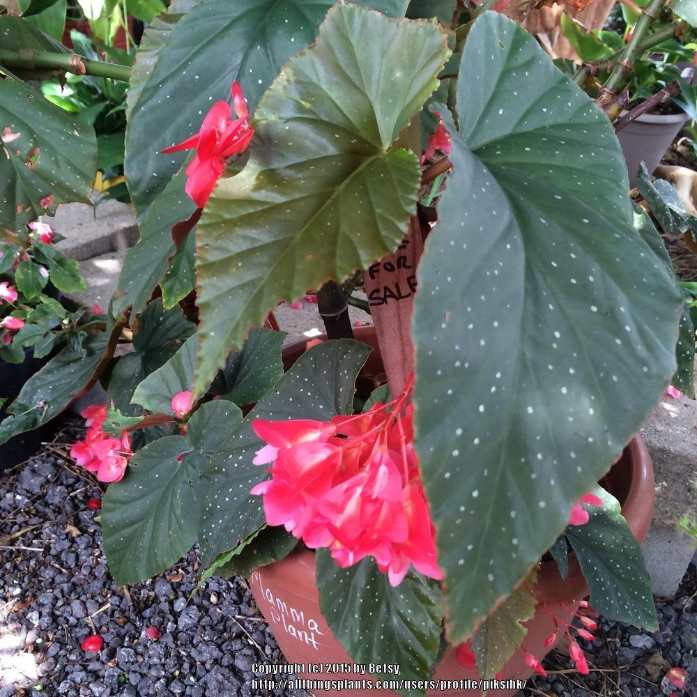 Photo of Begonias (Begonia) uploaded by piksihk