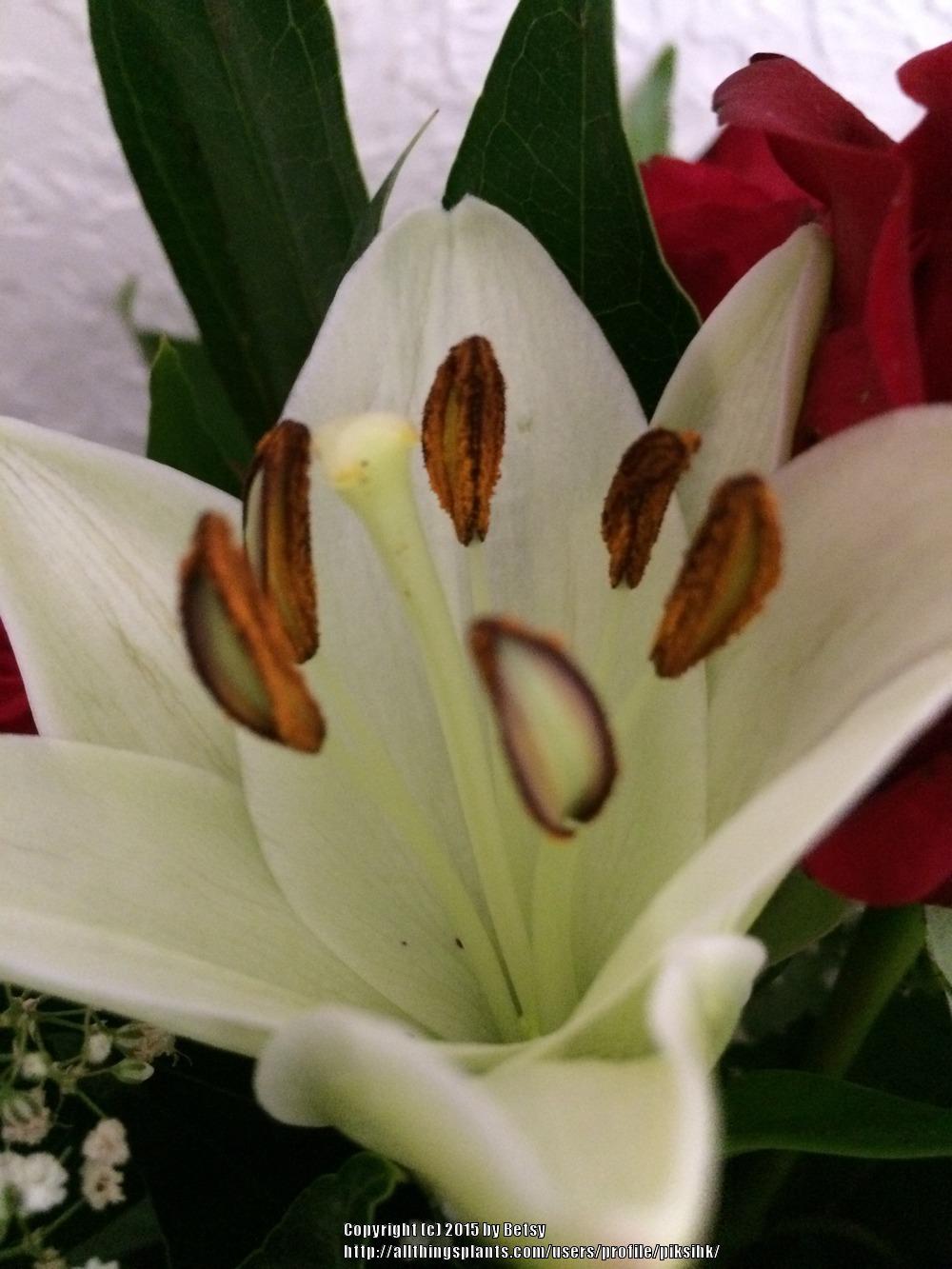 Photo of Lilies (Lilium) uploaded by piksihk