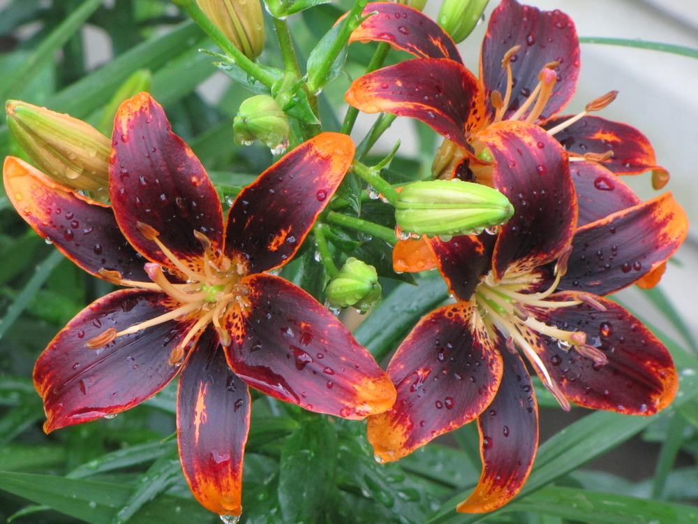 Photo of Asiatic Lily (Lilium 'Forever Susan') uploaded by Claudia