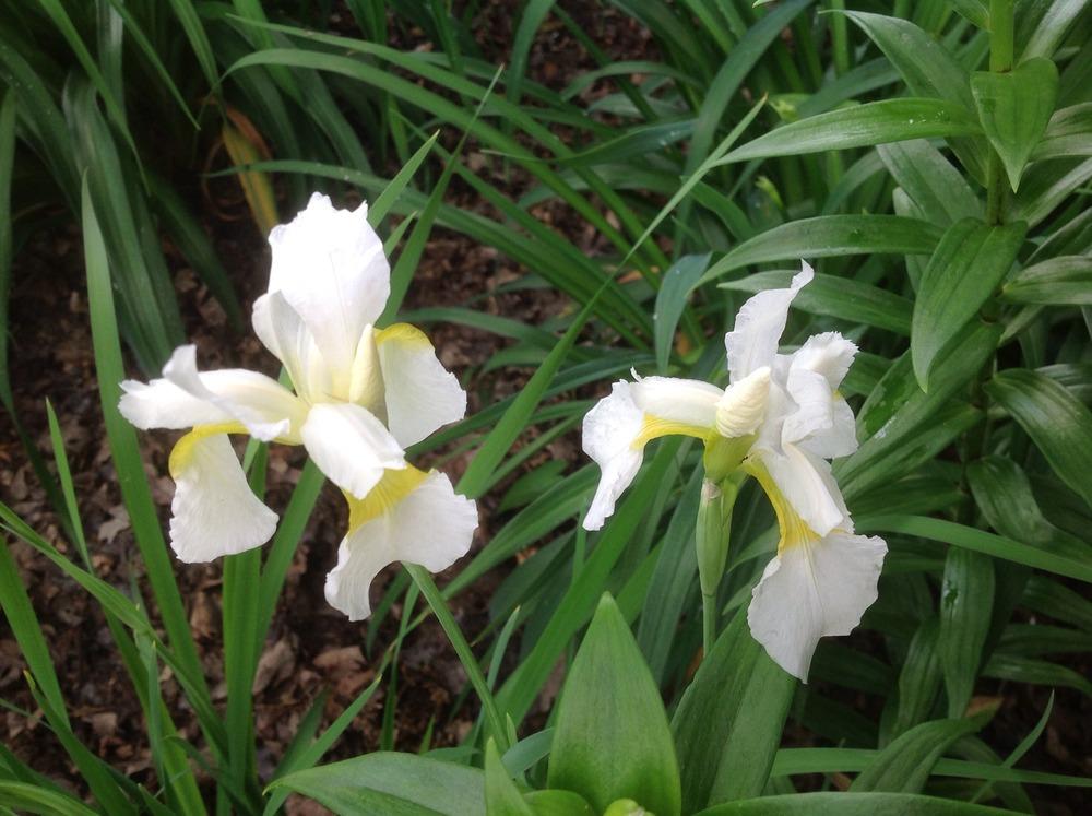 Photo of Irises (Iris) uploaded by Cookies4kids