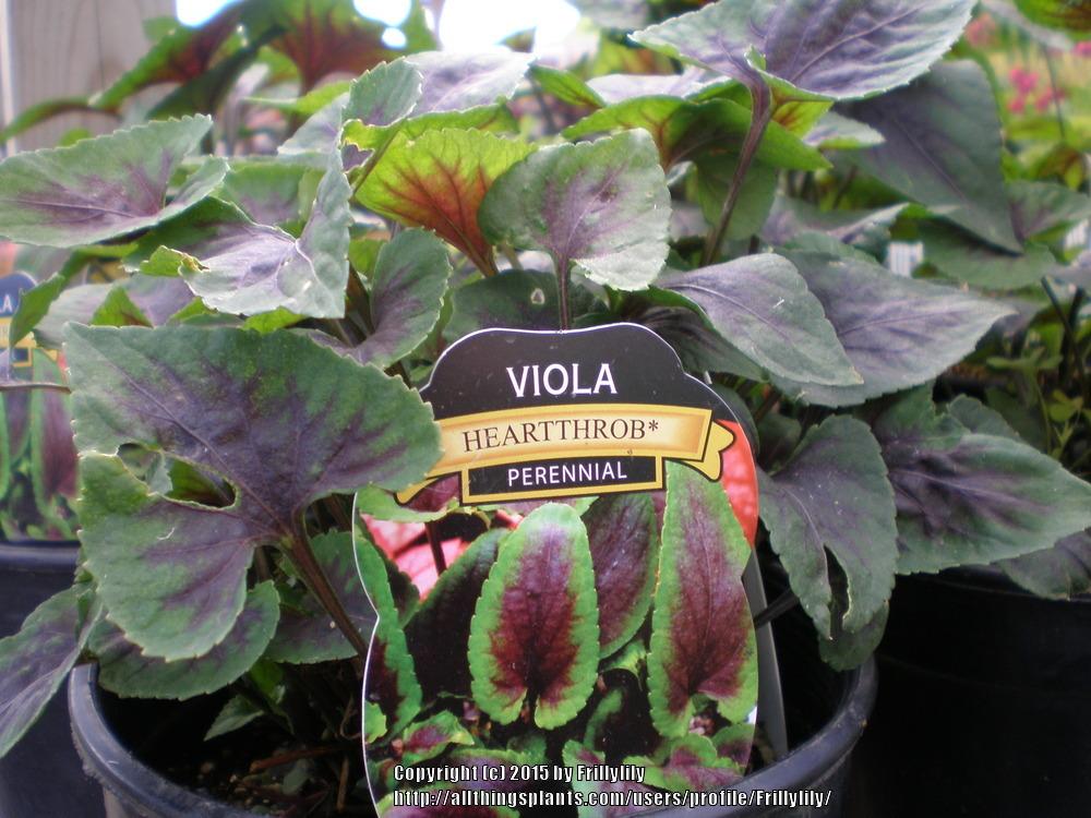 Photo of Viola 'Heartthrob' uploaded by Frillylily