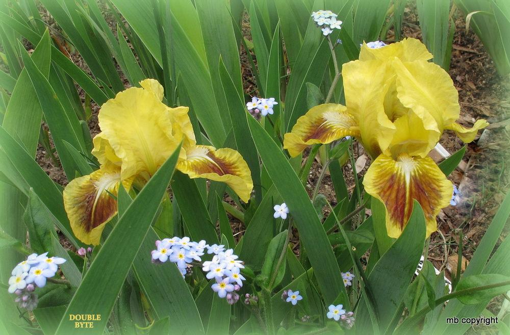 Photo of Standard Dwarf Bearded Iris (Iris 'Double Byte') uploaded by MargieNY