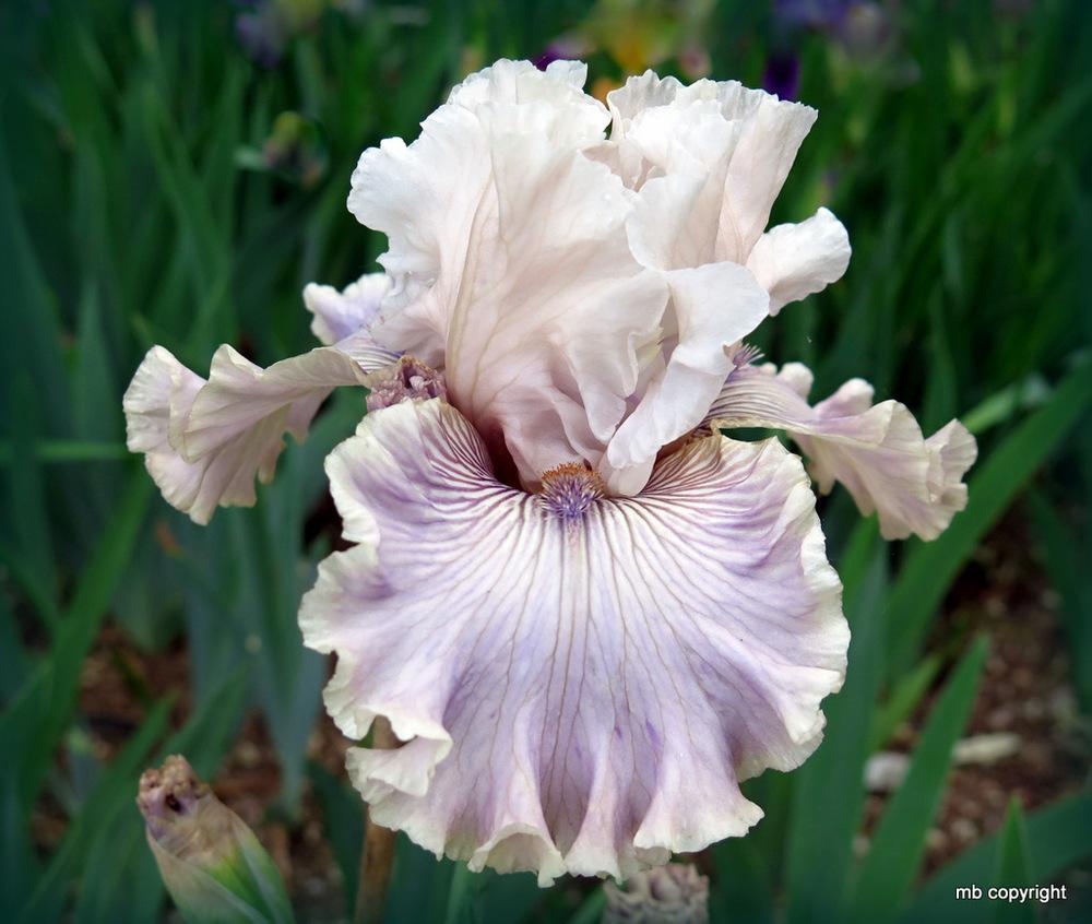 Photo of Tall Bearded Iris (Iris 'Haunted Heart') uploaded by MargieNY