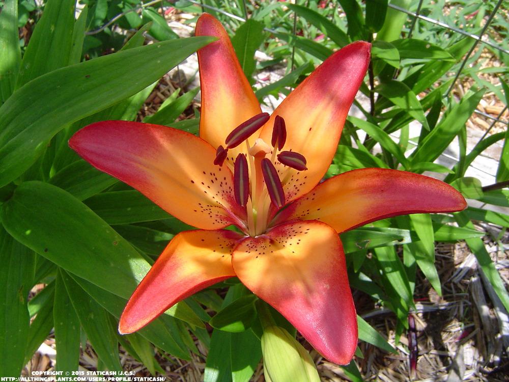 Photo of Lily (Lilium 'Royal Sunset') uploaded by StaticAsh