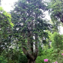 Location: Arkinglas woodland garden, Argyll, Scotland
Date: 2015-06-08
"The Monster" - one of Great Britain's 'Champion Trees' this was 
