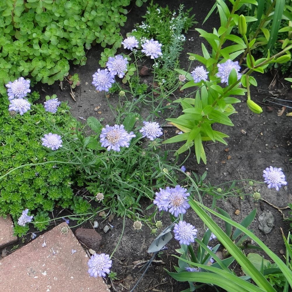 Photo of Pincushion Flower (Scabiosa columbaria 'Butterfly Blue') uploaded by stilldew