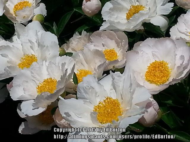 Photo of Peony (Paeonia lactiflora 'Krinkled White') uploaded by EdBurton