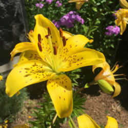 Location: Hamilton Square Perennial Garden, Historic City Cemetery, Sacramento CA.
Date: 2015-06-18
 May be Lily (Lilium 'Pearl Jennifer') but thats just a guess.