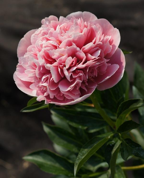 Photo of Garden Peony (Paeonia 'Etched Salmon') uploaded by LadyMary
