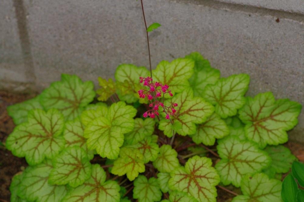 Photo of Coral Bells (Heuchera 'Circus') uploaded by Rose1656