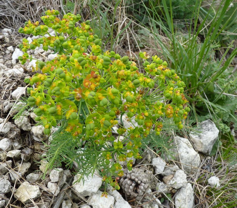Photo of Cypress Spurge (Euphorbia cyparissias) uploaded by admin