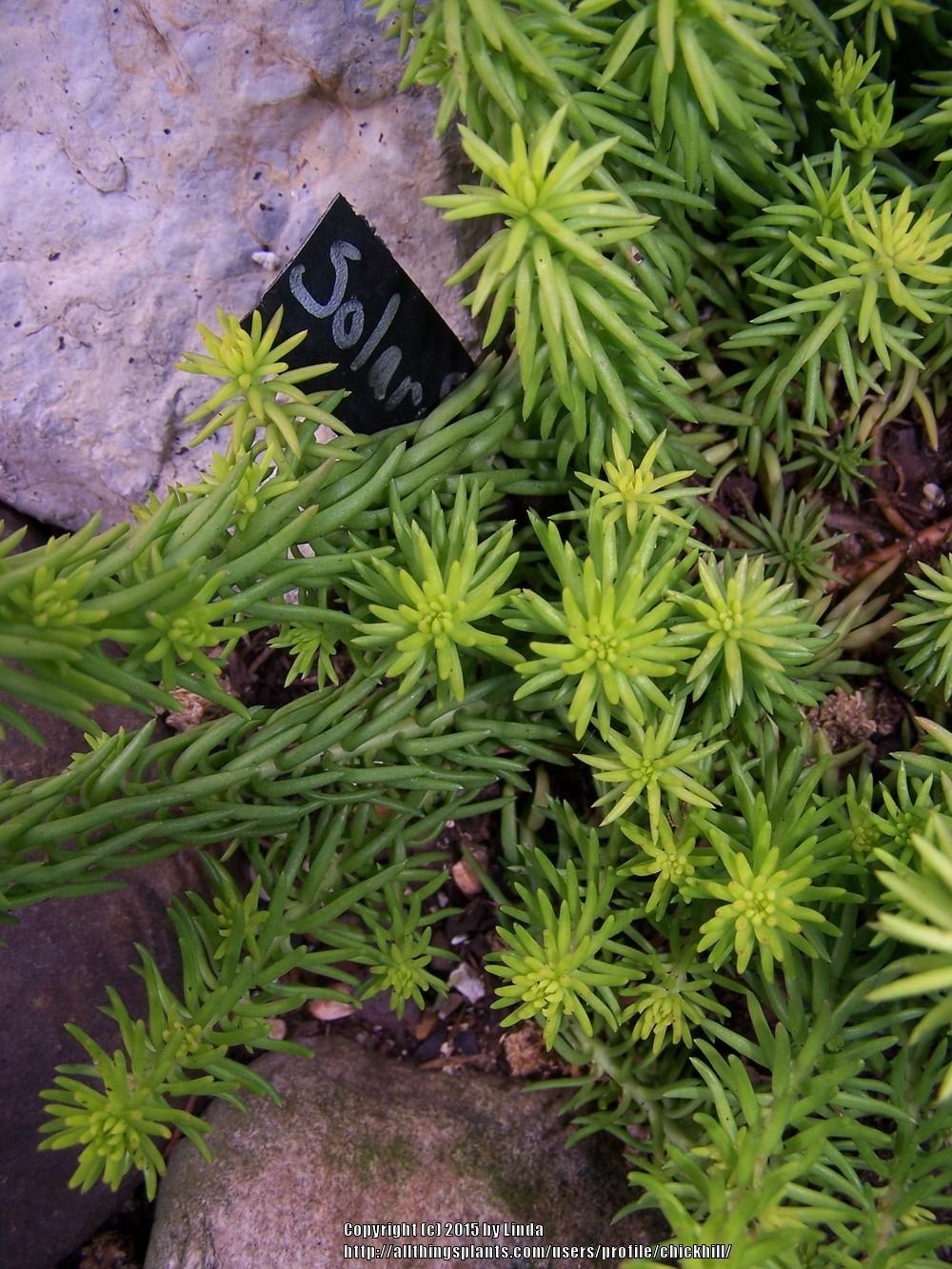 Photo of Stonecrop (Petrosedum rupestre subsp. rupestre Solar Spice®) uploaded by chickhill