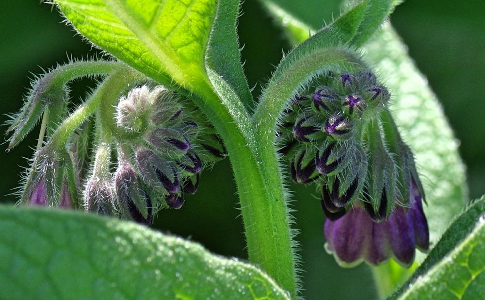 Photo of Comfrey (Symphytum officinale) uploaded by dirtdorphins