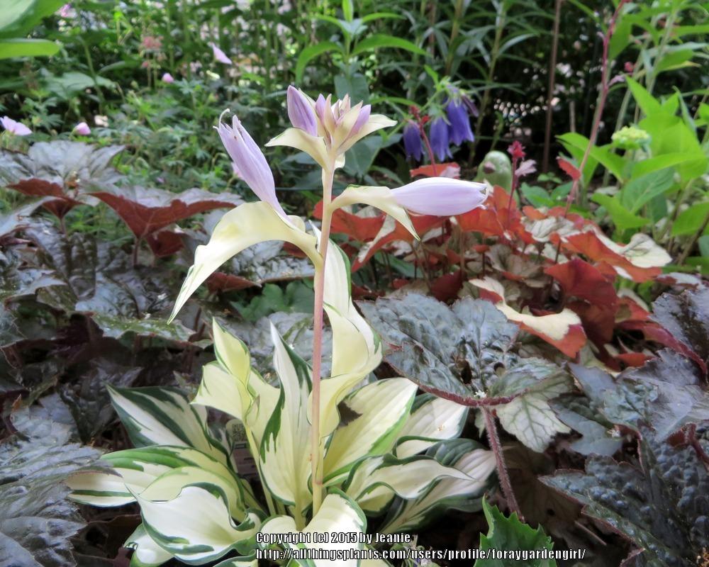 Photo of Hosta 'Fire and Ice' uploaded by foraygardengirl