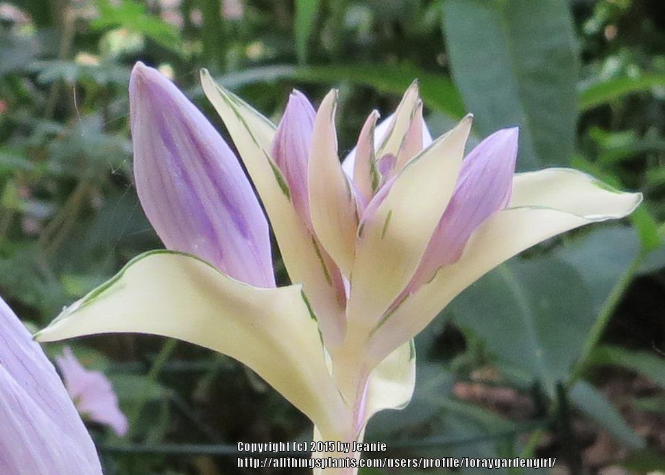 Photo of Hosta 'Fire and Ice' uploaded by foraygardengirl